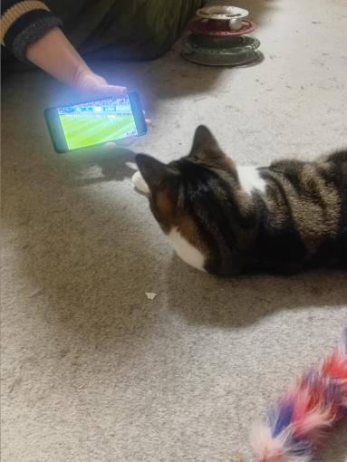 AussieVillanNZ's tweet image. Trying to convert my two foster cats into Villa fans - so far the male one seems keen. I&apos;ll keep working on the girl! 😁