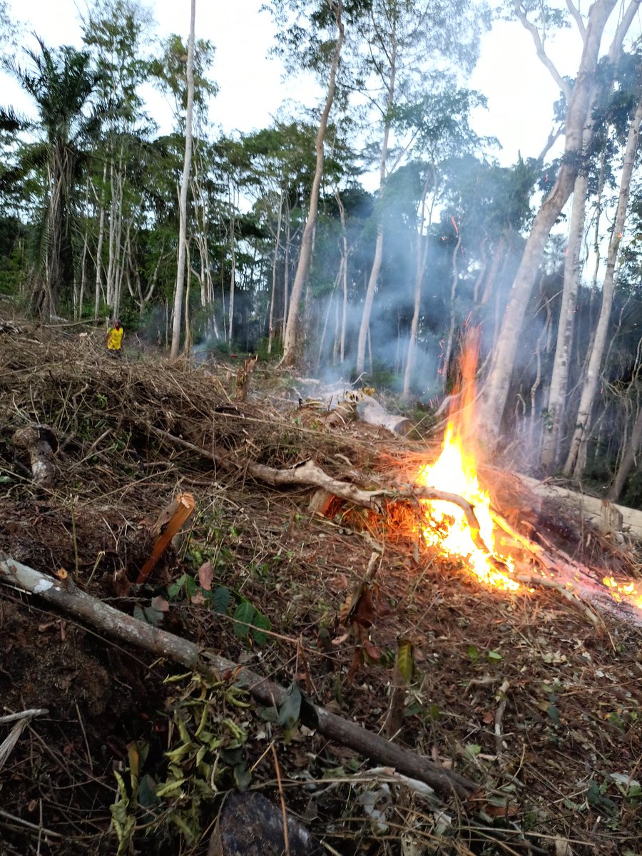 "When the last tree is cut down, the last fish eaten, and the last stream poisoned, you will realize that you cannot eat money." This stark reminder emphasizes the intrinsic value of nature beyond economic gain.