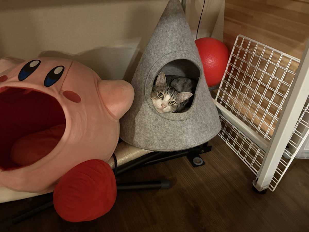 koimo77's tweet image. 珍しく三角形に入ってるサバシ