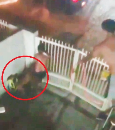 gbbbsjp's tweet image. 【ブラジル】飼い犬のピットブルに襲われた男性　隣人が銃で犬を射殺し救助 - re-file.com/44/4967/