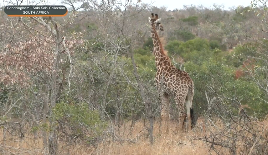 elize_roets's tweet image. Very pale Male can see the difference  #Wildearth