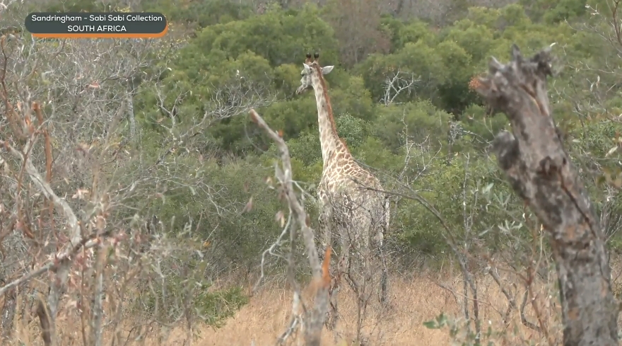 elize_roets's tweet image. Very pale Male can see the difference  #Wildearth