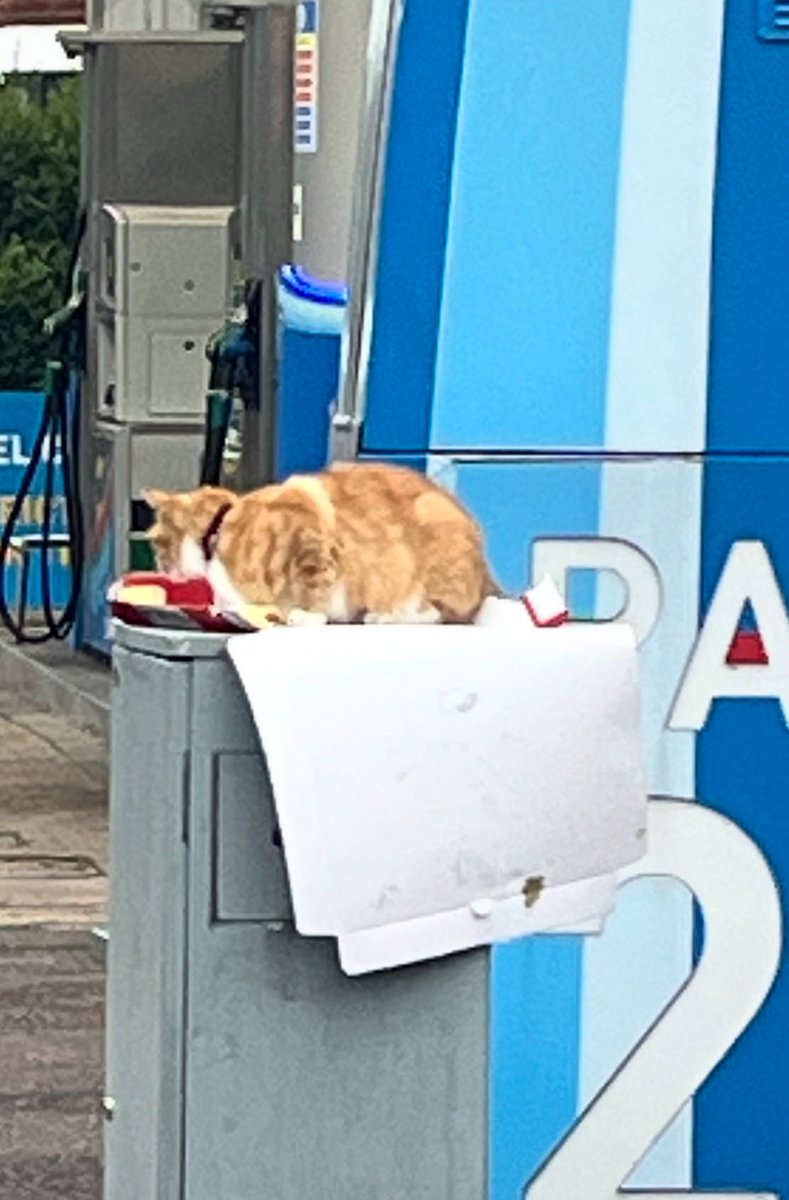 Reihillp's tweet image. I do see some strange things on early morning walks but a cat eating pizza at 7am is a first! I thought deliveries stopped at 5am, but 🐱 knows better