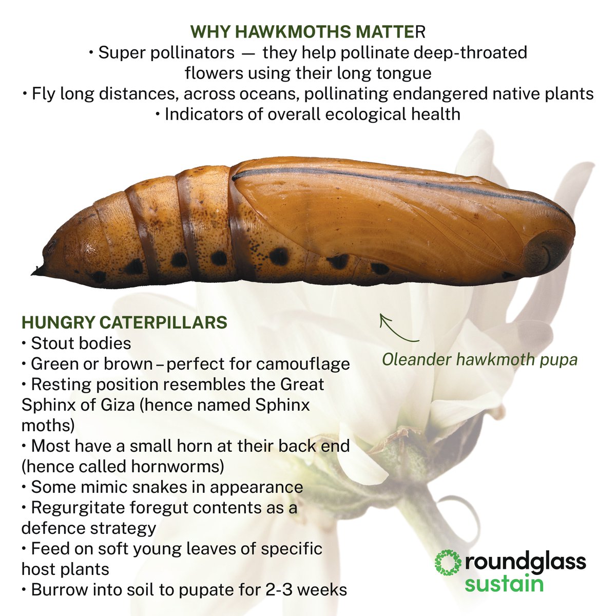 RGSustain1's tweet photo. Hawk moths are fast, agile, and essential nighttime pollinators—often mistaken for hummingbirds!
To mark Global Citizen Science #MothWeek, explore what makes these moths so unique in our latest infographic.

Swipe left to learn.

#GlobalMothWeek #CitizenScience #HawkMoth #PollinatorPower #MothsofIndia #NocturnalNature #WildlifeInfographic #RoundglassSustain