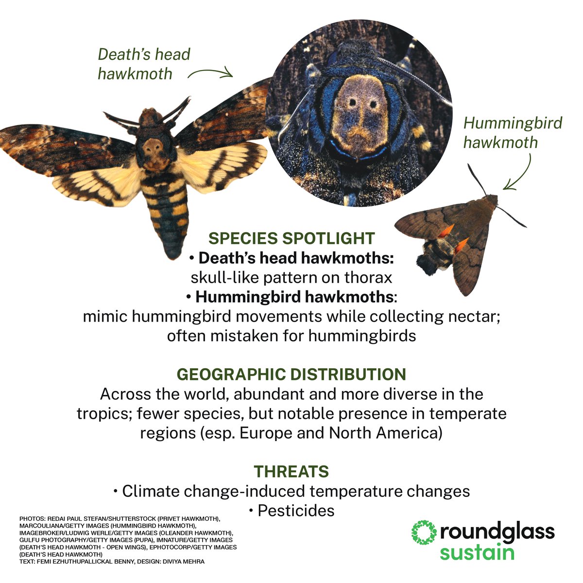 RGSustain1's tweet photo. Hawk moths are fast, agile, and essential nighttime pollinators—often mistaken for hummingbirds!
To mark Global Citizen Science #MothWeek, explore what makes these moths so unique in our latest infographic.

Swipe left to learn.

#GlobalMothWeek #CitizenScience #HawkMoth #PollinatorPower #MothsofIndia #NocturnalNature #WildlifeInfographic #RoundglassSustain