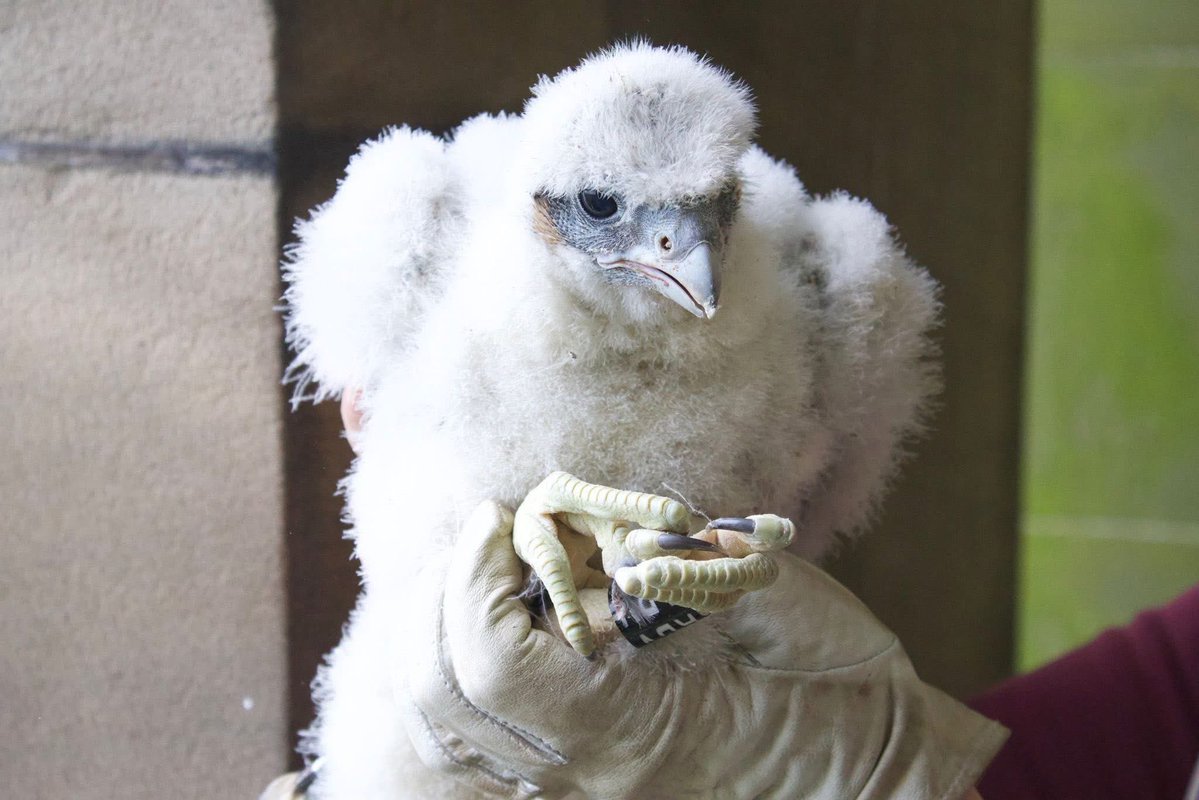 RingersWm's tweet image. One of our members had a surprising sighting reported: a Starling they ringed in their Stourbridge garden was dropped mid-air by a Peregrine Falcon, also ringed by the same member that year! 🐦🪶 #birdringing #peregrinefalcon #starling