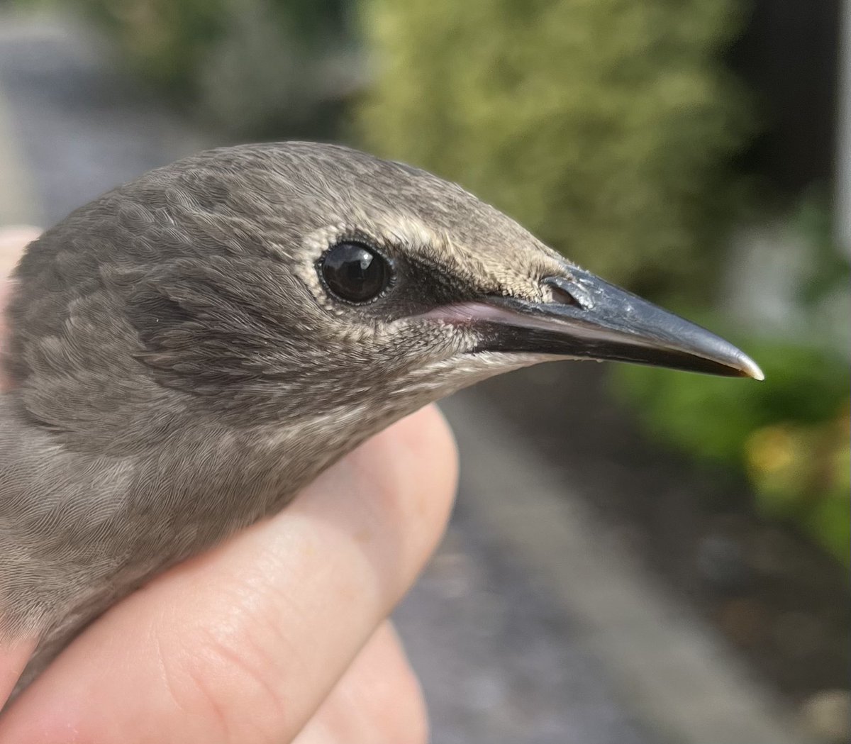 RingersWm's tweet image. One of our members had a surprising sighting reported: a Starling they ringed in their Stourbridge garden was dropped mid-air by a Peregrine Falcon, also ringed by the same member that year! 🐦🪶 #birdringing #peregrinefalcon #starling