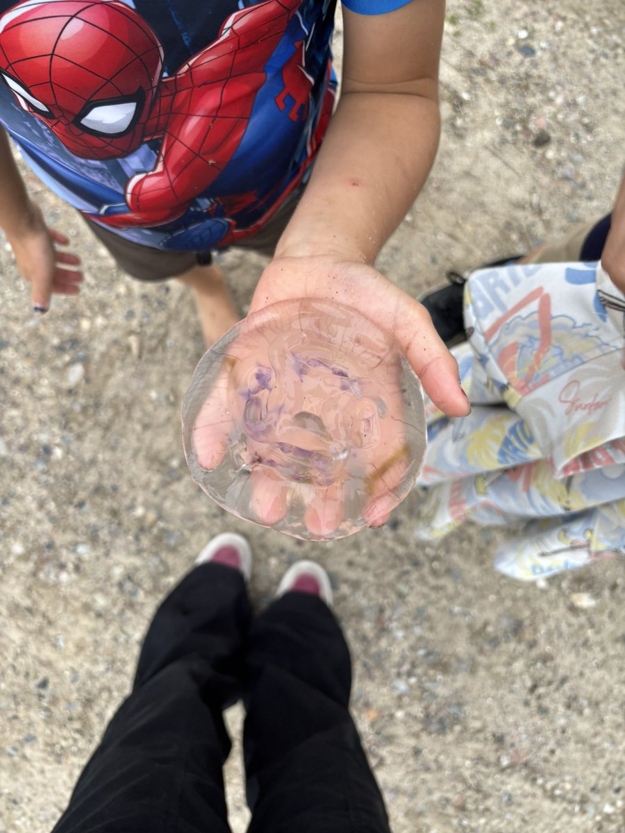 عروس دریایی مرده
Dead jellyfish