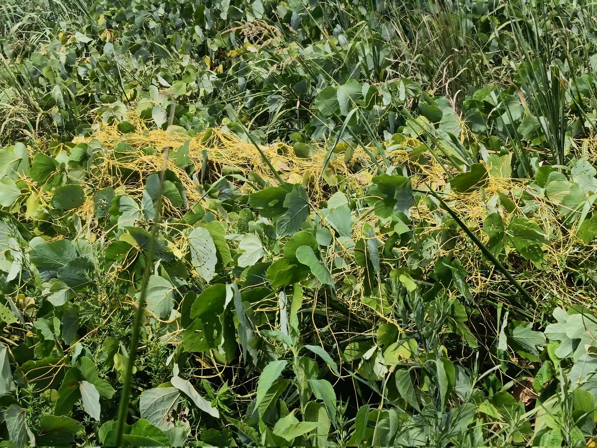 雷更新世 (@pleist) / X