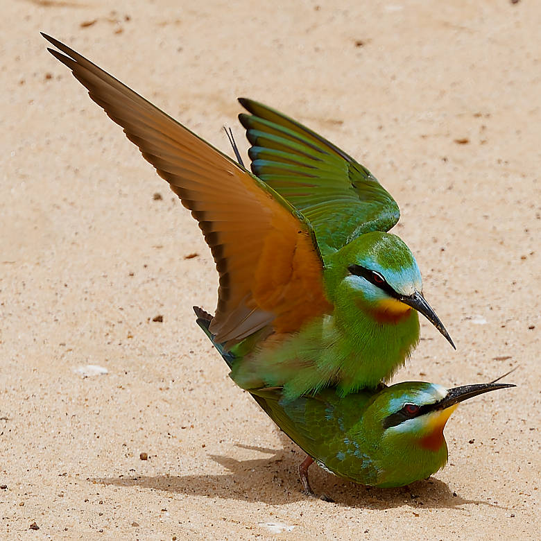 vafaned's tweet image. #Birding in #Senegal, #Africa  Beautiful #Blue-cheeked Bee-eater. Checking out the nest before making egg.

#birdpicture #Africanbirds #BirdsSeenIn2025 #birds #birding #birdphotography #BirdsofX #NaturePhotography