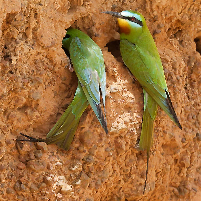 vafaned's tweet image. #Birding in #Senegal, #Africa  Beautiful #Blue-cheeked Bee-eater. Checking out the nest before making egg.

#birdpicture #Africanbirds #BirdsSeenIn2025 #birds #birding #birdphotography #BirdsofX #NaturePhotography