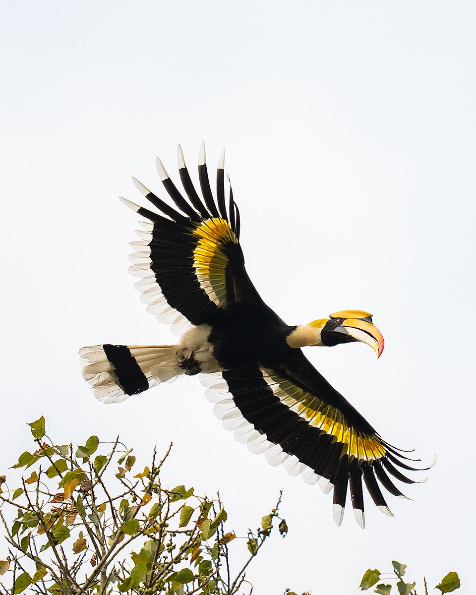 RanjeetkrDass's tweet photo. Thank you Hon’ble PM @narendramodi ji for showcasing Assam’s natural legacy in #MannKiBaat. 

Let us continue working together to protect our biodiversity and promote sustainable tourism in our beautiful land.
#Kaziranga #AssamTourism #BirdsOfAssam https://t.co/rNsaHaaY7Z