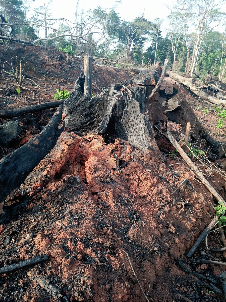 Did you know? Forests cover only 30% of the Earth's land, but are home to 80% of the world's biodiversity! We can't afford to lose our forests. Let's act now to protect them! #TheLastTreeStanding #SaveOurForests