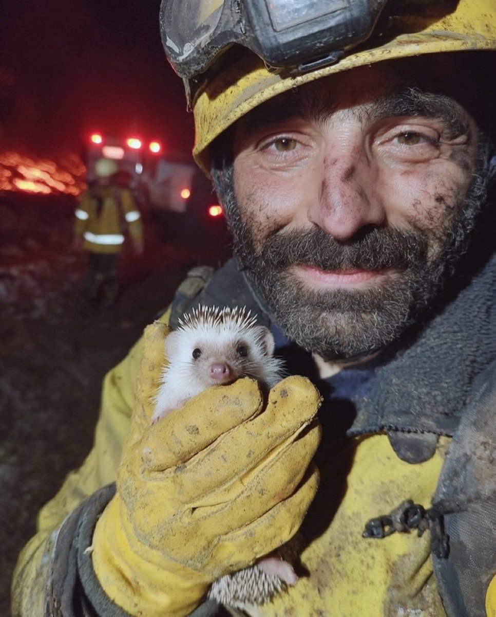 Bir itfaiye erinin, yangından kurtardığı kirpi.