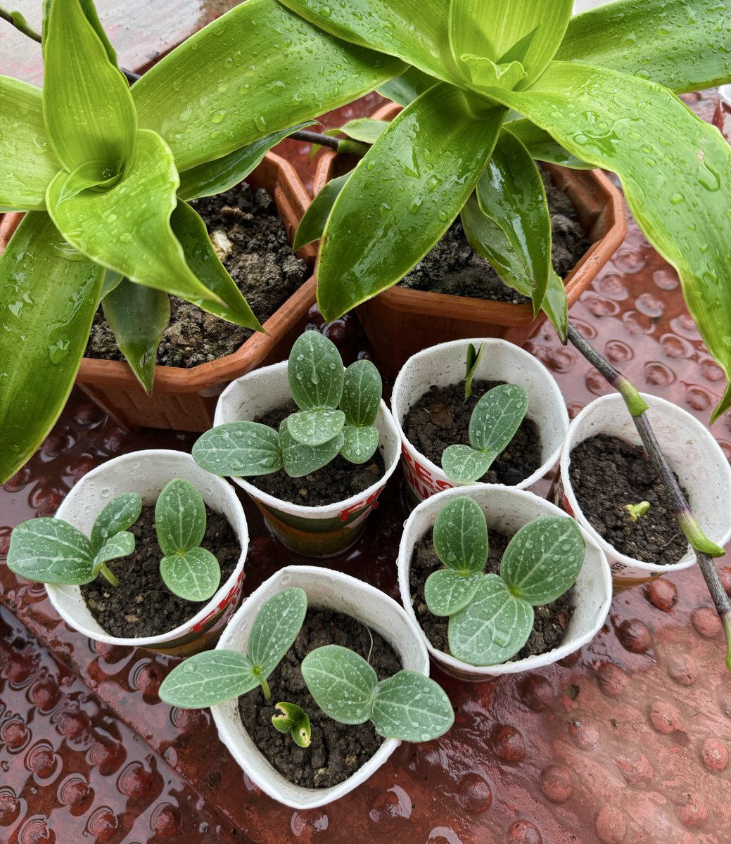 artoverasters's tweet image. Watching these lil ones grow makes me smile 🌱