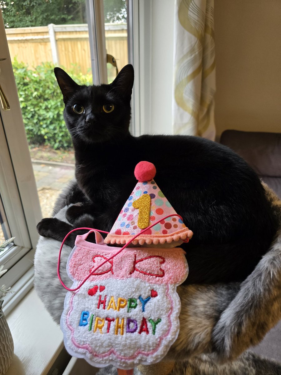 Peragwin1's tweet image. Our little friend Squeak is 1 today. She is all grown up now so she tells us. 🎂🎉