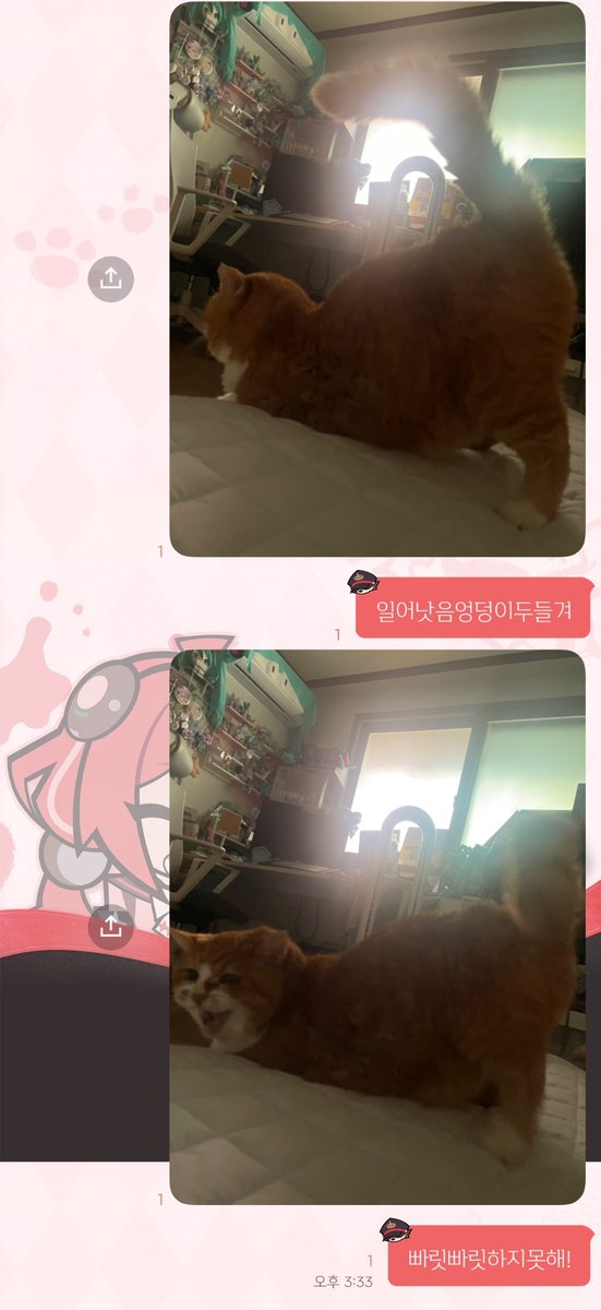 싹퉁바가지업는 고양이