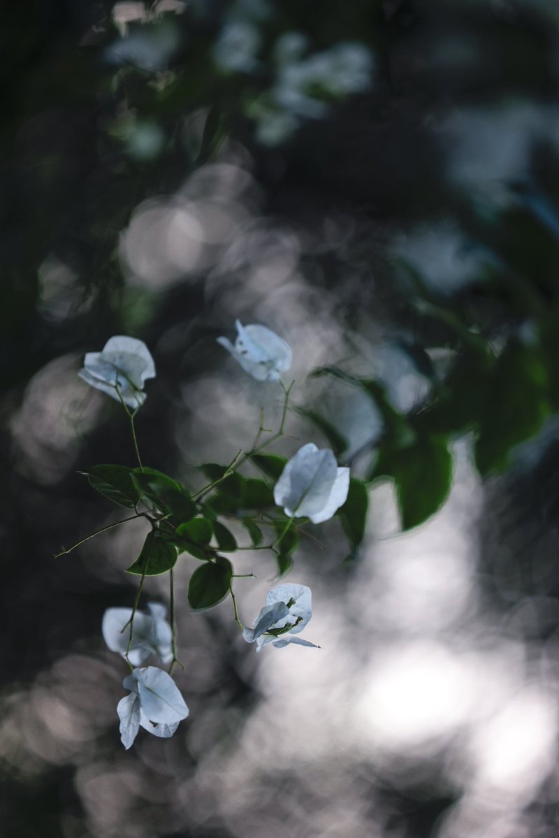 bhushanmate's tweet image. #theme_pic_India_flowers