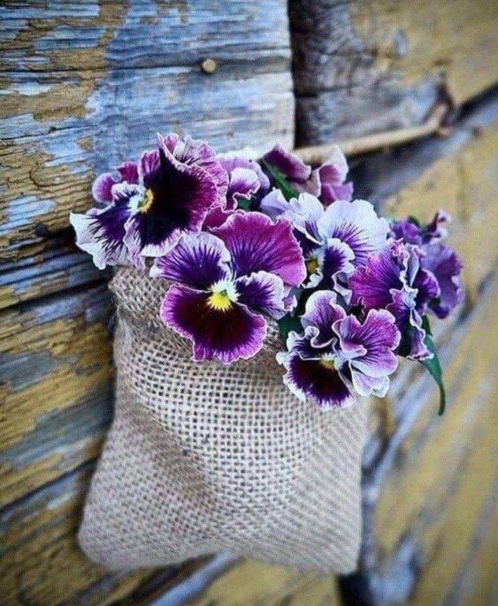 Maya170991's tweet image. Soyez comme les fleurs épanouies même avec les mauvais temps….🦋