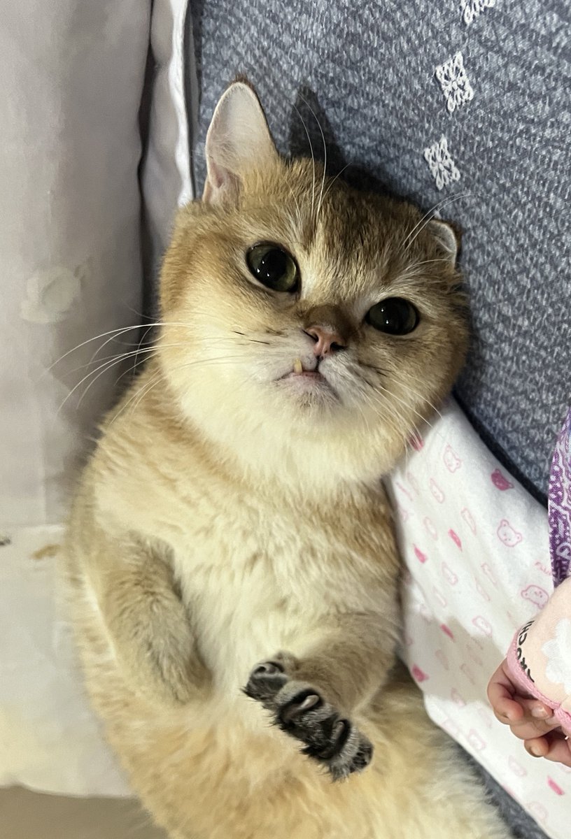 nastarcheesecat's tweet photo. Sbiji artis kita

Day one                                  One day https://t.co/rVc0zhexH1