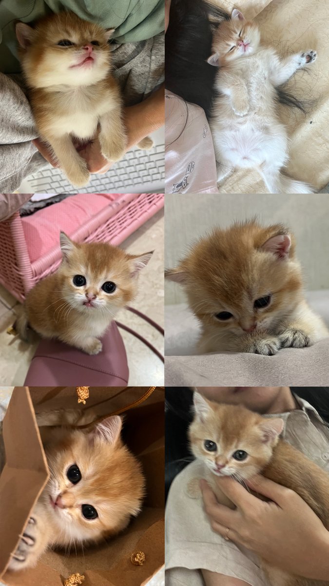 nastarcheesecat's tweet photo. Sbiji artis kita

Day one                                  One day https://t.co/rVc0zhexH1