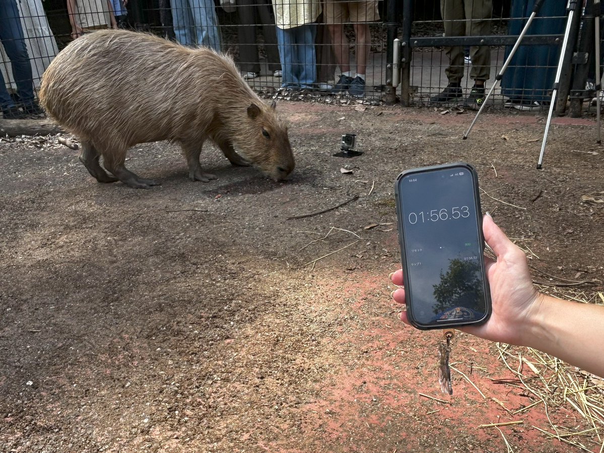 capybarabath's tweet image. 【埼玉】
当園からは三連覇中のヘチマ(スイカ大好き)が参戦!
タイムは1分56秒でした。四連覇達成なるか…!?
#埼玉県こども動物自然公園
#カピバラのスイカ早食い競争
#ヘチマ
#目指せ四連覇