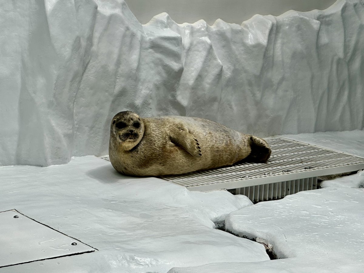 豹紋乙女鱏（ﾋｮｳﾓﾝｵﾄﾒｴｲ） (@xxxxxaaaaaooo12) / Posts / X