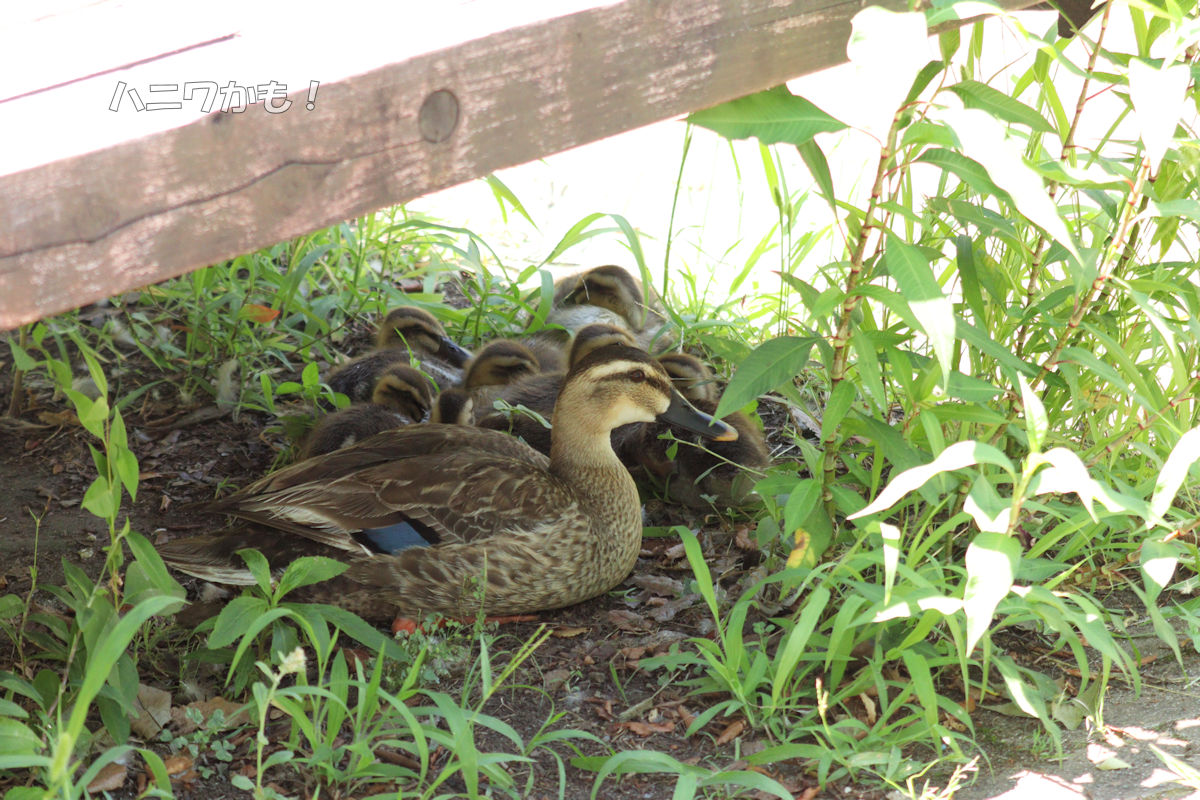ベンチの下で休憩中の親子。
暑すぎるよね……😩☀️