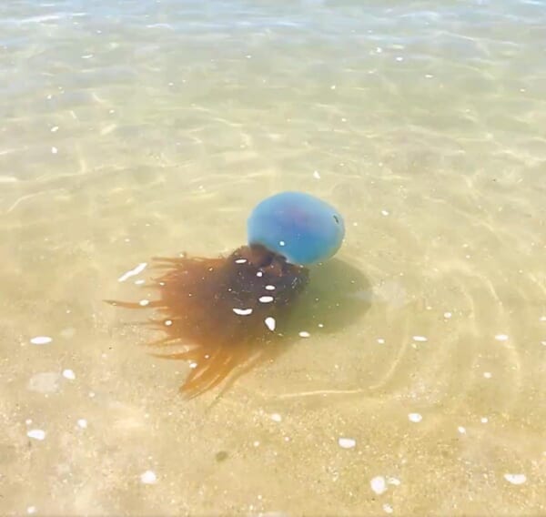 【そっくり】熊本県天草の海にホイミスライムが出現？ 目撃情報にSNS騒然
news.livedoor.com/article/detail…

投稿に添えられた動画に映るのは、青色の頭部に無数の触手をもつ、クラゲと思しき生物。2匹に遭遇し、1匹は海へ戻っていったが、もう1匹は砂浜に打ち上げられてしまったとのこと。