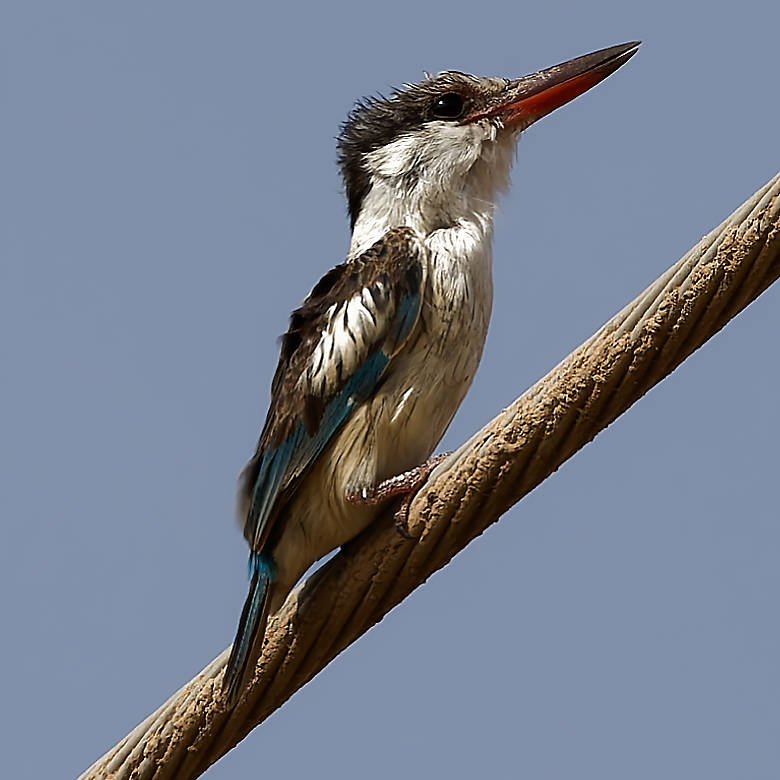 vafaned's tweet image. #Birding in #Senegal, #Africa  Beautiful #Kingfisher. 

#StripedKingfisher sitting next to the road

#birdpicture #Africanbirds #BirdsSeenIn2025 #birds #birding #birdphotography #BirdsofX #NaturePhotography