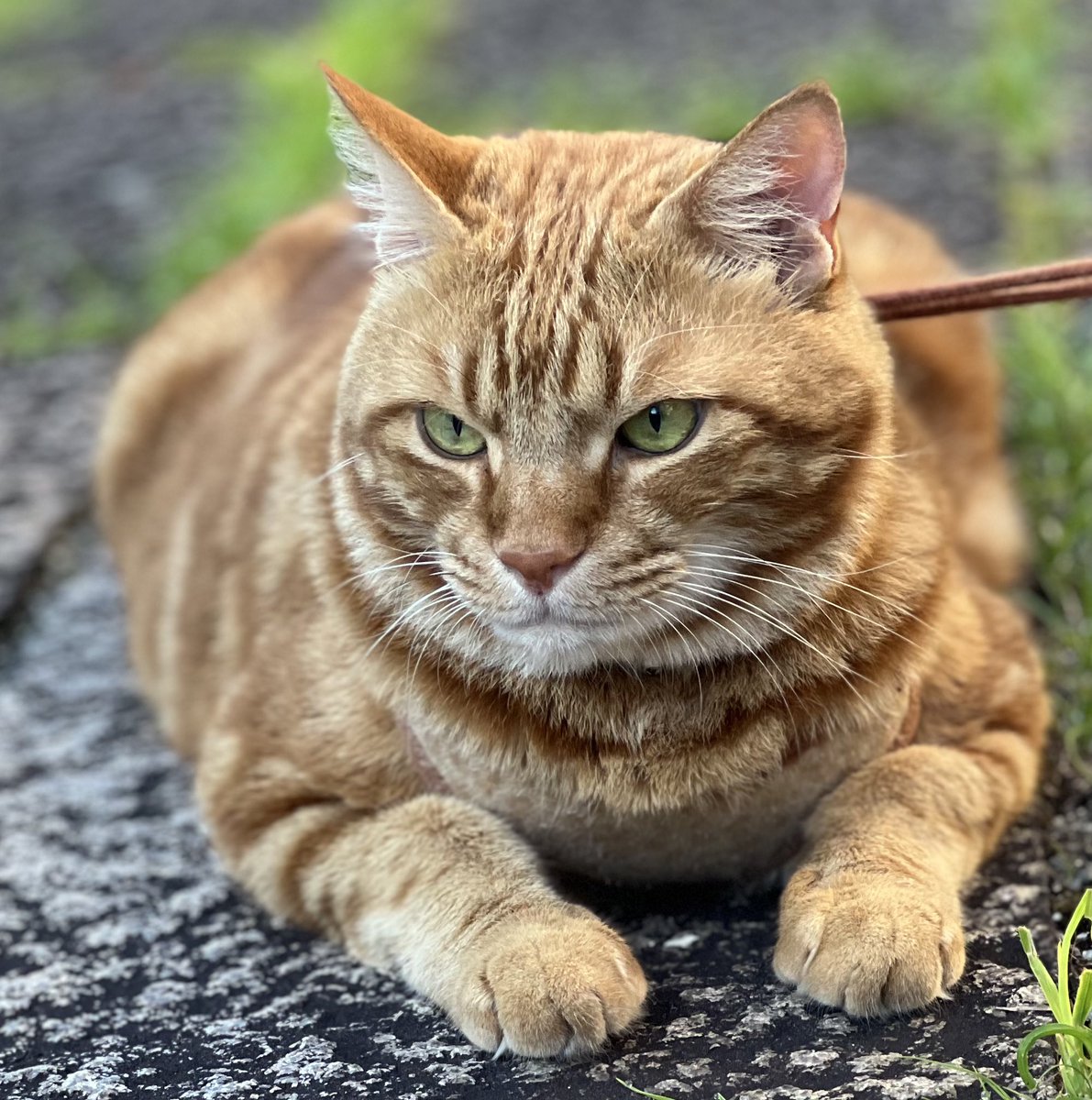べたぁ〰️🌱気持ちいいにゃん。　by🐯