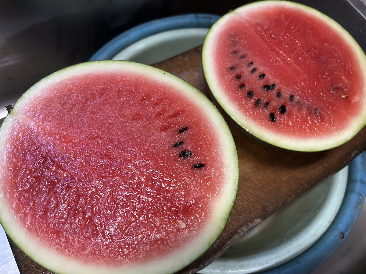QE3PNkX7IEZPrBh's tweet image. 家庭菜園👨🌾7月27日☀️その①続き
今朝初収穫した小玉スイカ「🍉ネオブラックボンバー」
→約2kg
井戸水で冷やして…
3時🕒の休憩時に(ちょっとドキドキ)カット
→やったぜ🔴真っ赤だぜ
→スイカらしい?スイカかつ上出来モノの
初成功💮
軽く塩🧂をふりパクパク
→甘い❗️とっても甘い‼️