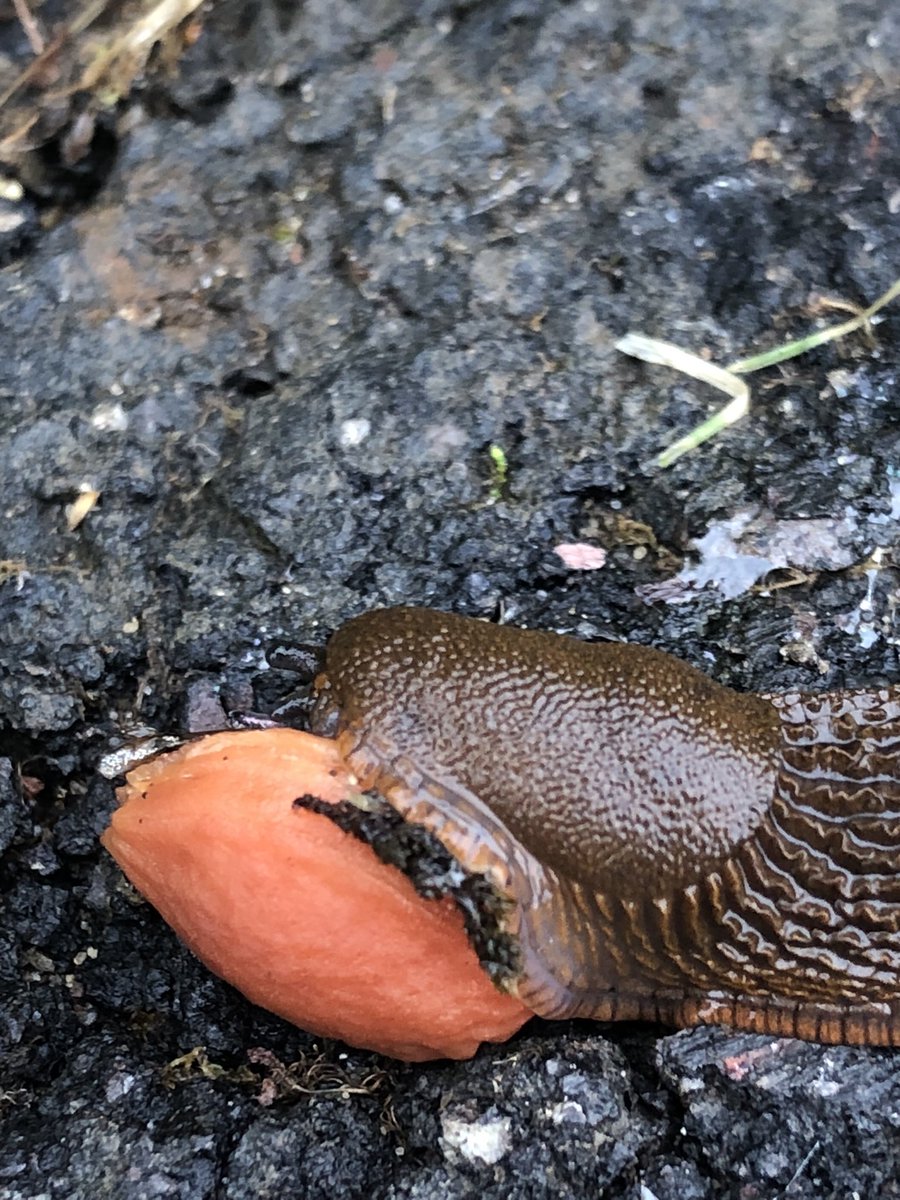 4e4wv's tweet image. Slug eating tree nut. What are your thoughts on this? π€π