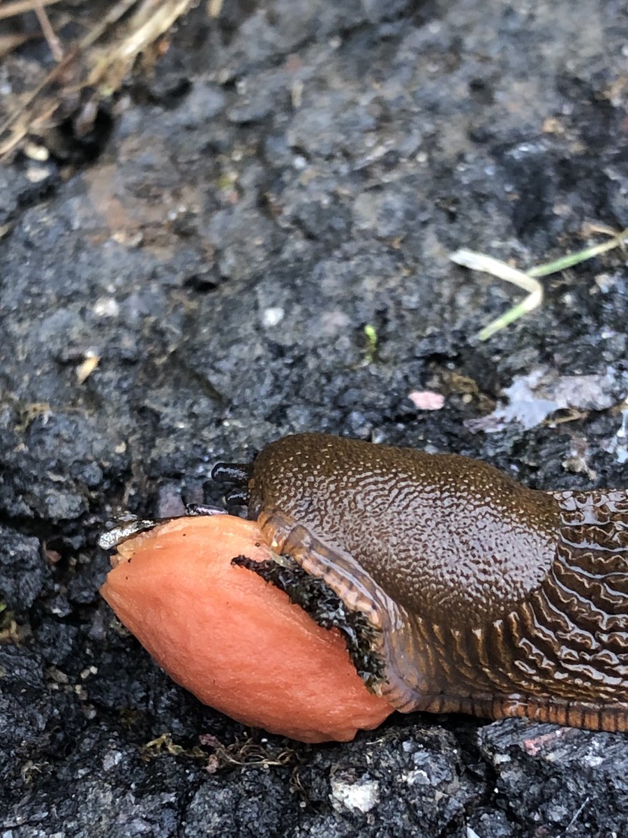 4e4wv's tweet image. Slug eating tree nut. What are your thoughts on this? π€π