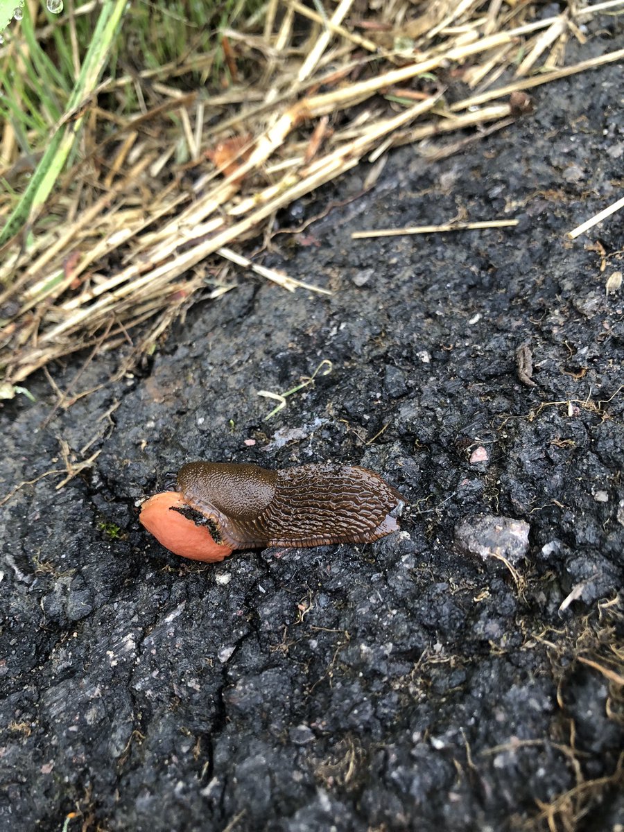 4e4wv's tweet image. Slug eating tree nut. What are your thoughts on this? π€π