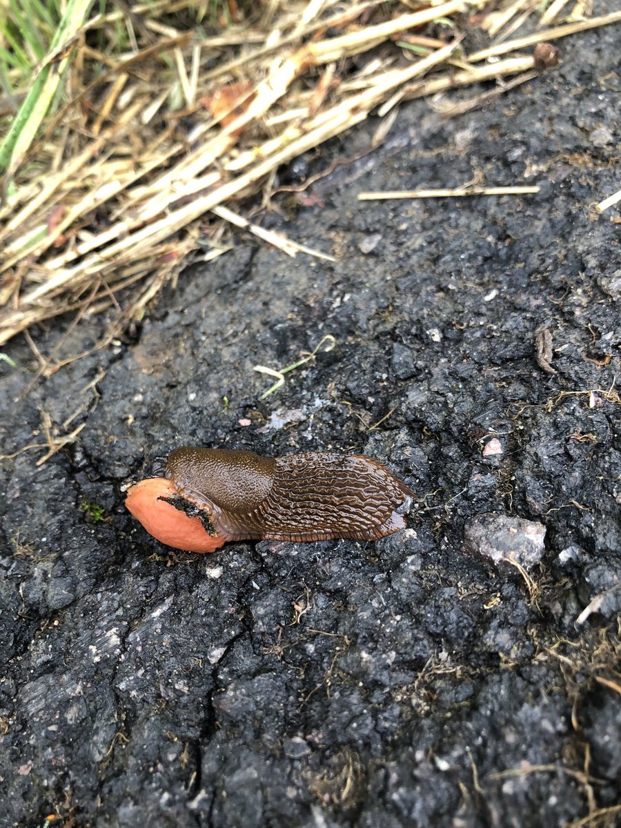 4e4wv's tweet image. Slug eating tree nut. What are your thoughts on this? π€π