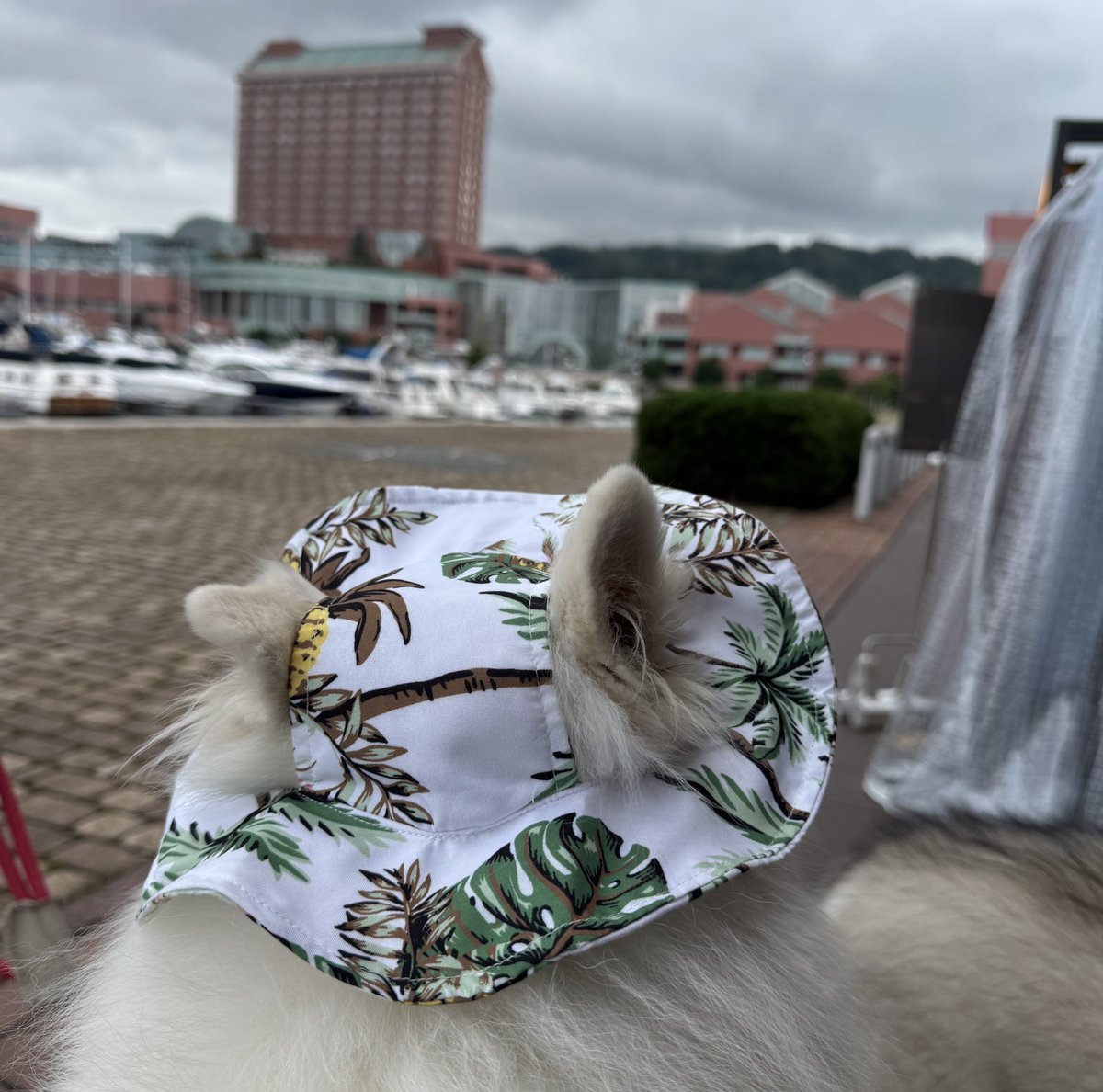 snowski1008's tweet image. 本当はぼくのお帽子🧢