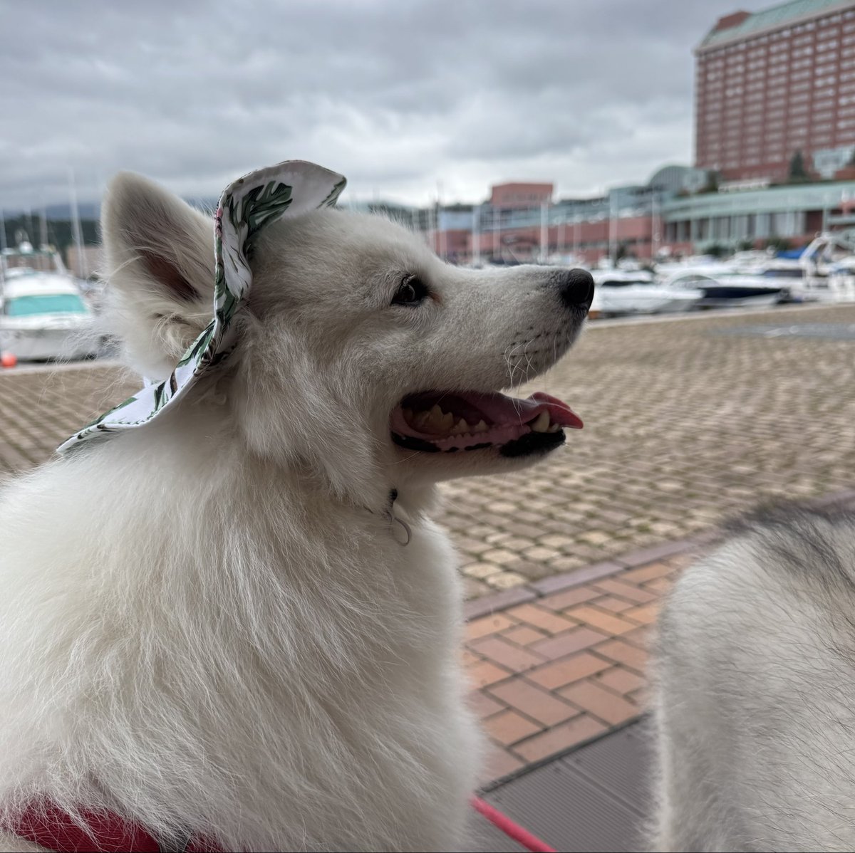 snowski1008's tweet image. 本当はぼくのお帽子🧢
