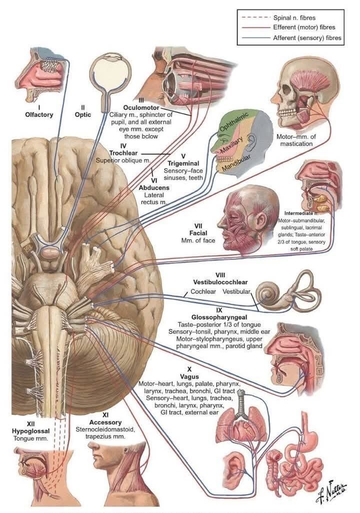 MoAImam's tweet image. Cranial nerves