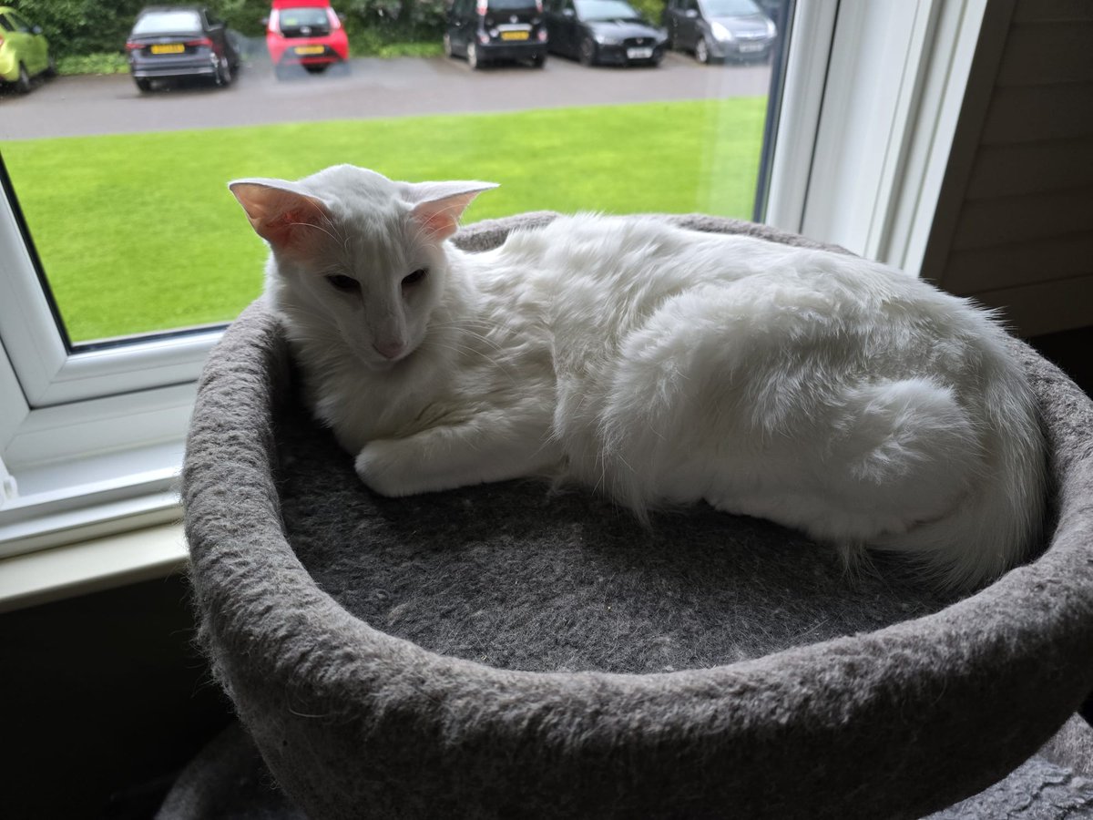 johnstf's tweet image. Sleepyhead Gustav is enjoying a little quiet time. Lorcán is nowhere to be seen. 😻 #CatsOfTwitter #meezer