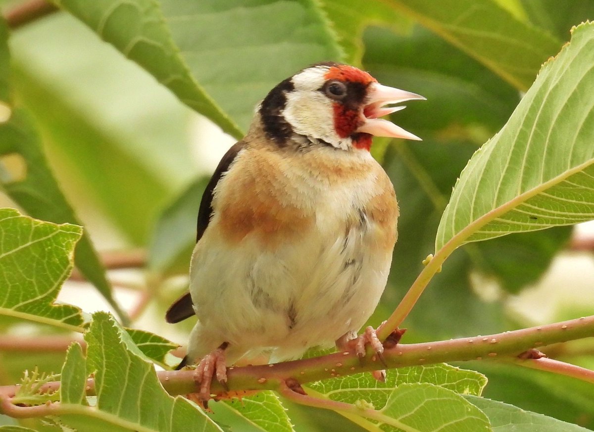 Pajarines1's tweet image. ¿Habías visto alguna vez la lengua de un JILGUERO EUROPEO /Carduelis carduelis/?