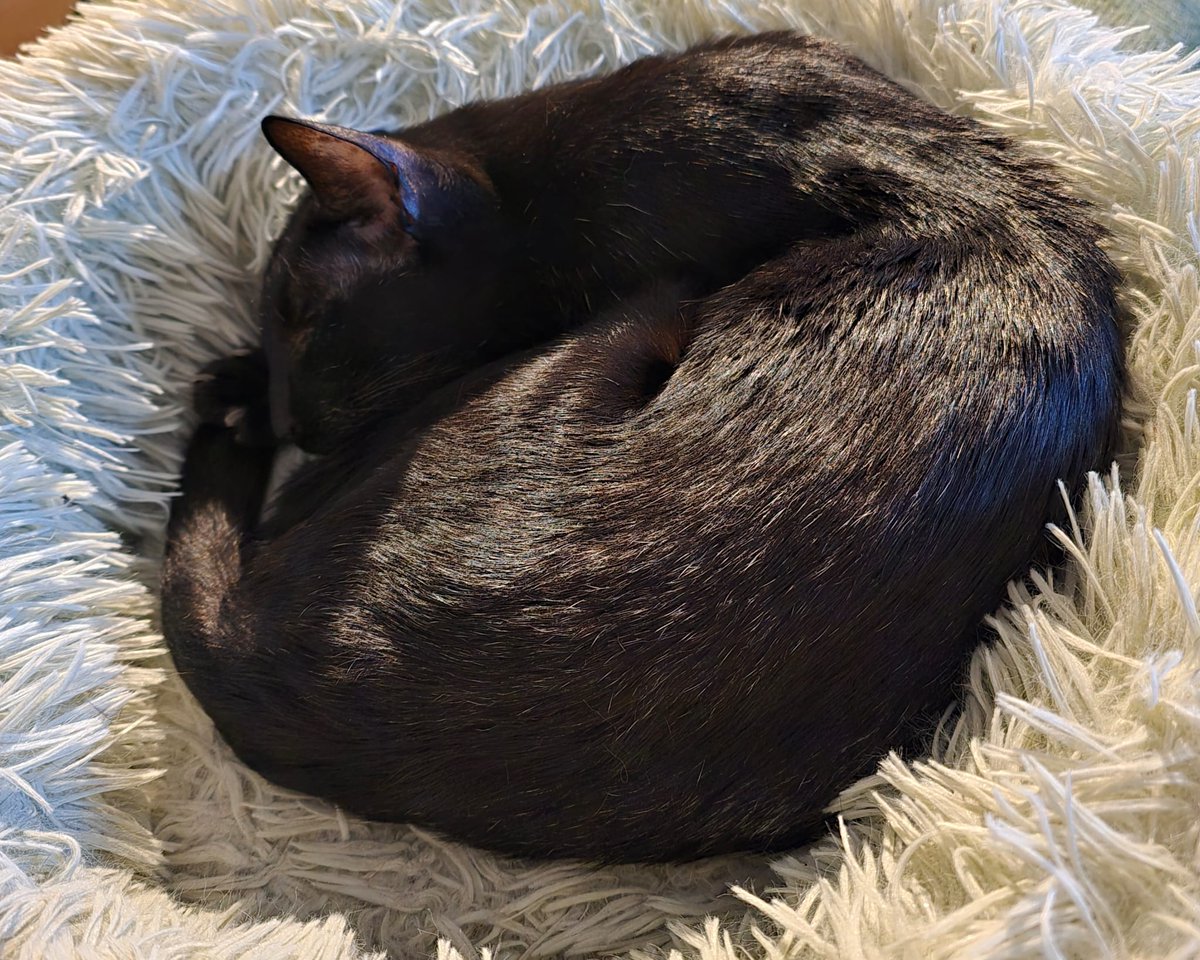 johnstf's tweet image. Dad says Matteo was especially demanding and manipulative this morning.  He looks like a little angel to me. 😹😻 #CatsOfTwitter #meezer