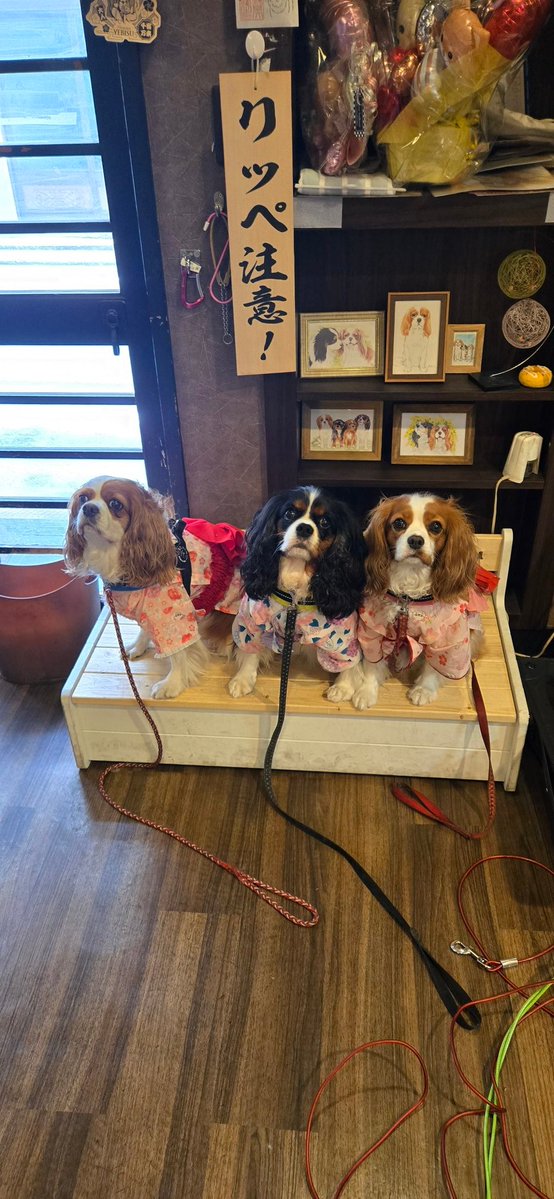 kushiginzou's tweet image. 🐶🐶🐶外は暑いね☀️