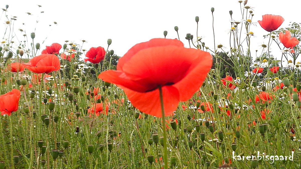 KarenBisgaard1's tweet image. karensnaturephotography.blogspot.com/2025/07/poppie…
#poppies #seedheads #naturephotography