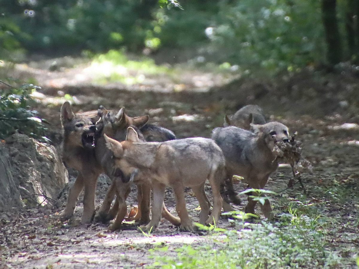 szkrcom's tweet image. 🐺 FARKASOK BORSODBAN 🇭🇺

🥾 Az Országos Kéktúra útvonalát járta egy férfi, amikor is öt farkas jött vele szembe. A rendkívüli élményről fényképeket is készített. 📸

Bővebben: 👇
szentkoronaradio.com/blog/2025/07/2…