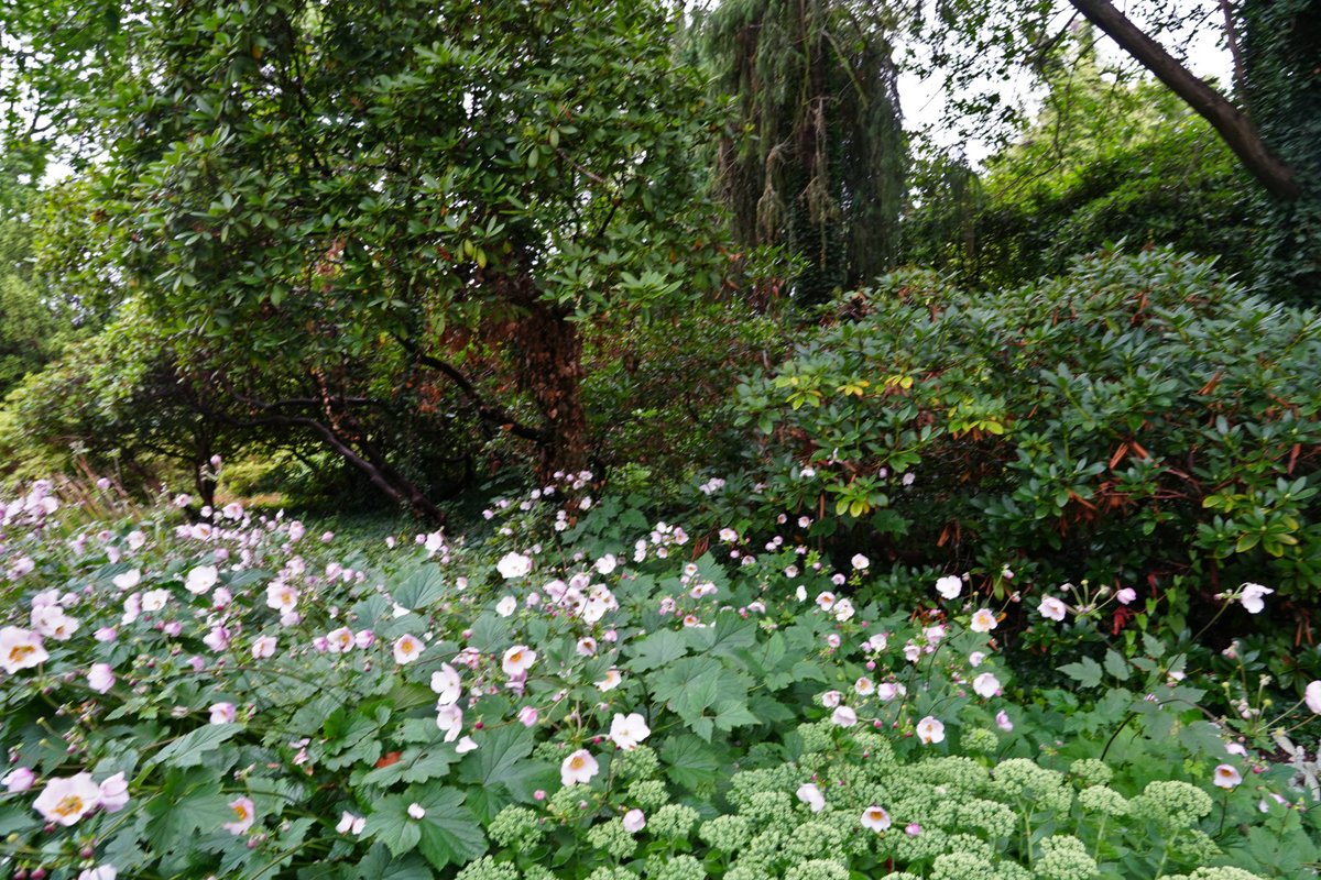 Forstler1's tweet image. Im Großen Garten von Dresden