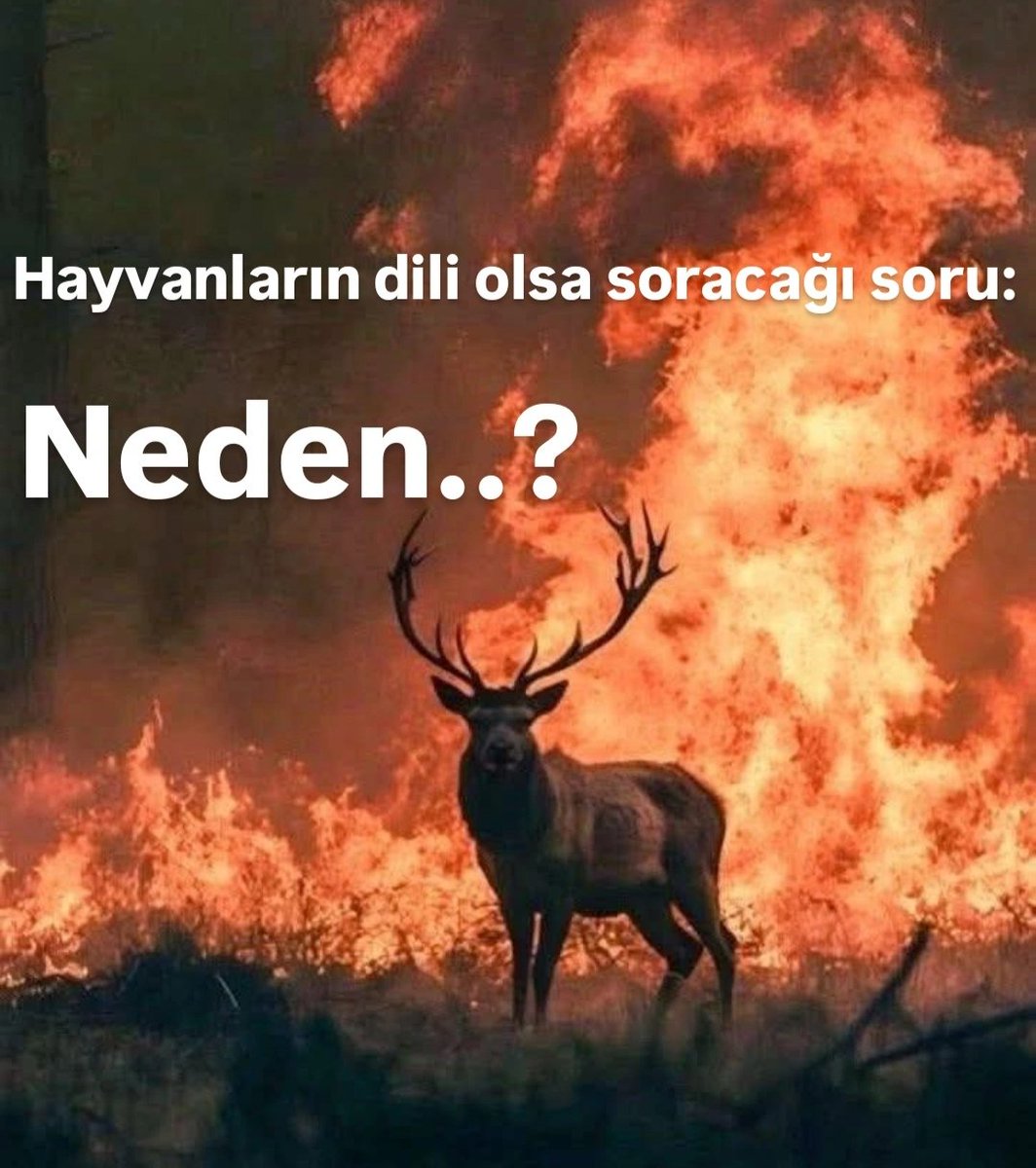 mtnntysz's tweet image. #Yapma✋
Belki senin için küçük bir ateş, küçük bir kıvılcım, Belki biraz eğlence, biraz heyecan ya da ne bileyim!
Ama bizim için canımızı acıtan, ciğerlerimizi yakan, 
Hiç uyumayan, acıkmayan, yorulmayan bir düşman!

#AteşYakma #AnızYakma #LütfenDüşün
#YangınaKarşıAynıTakımdayız