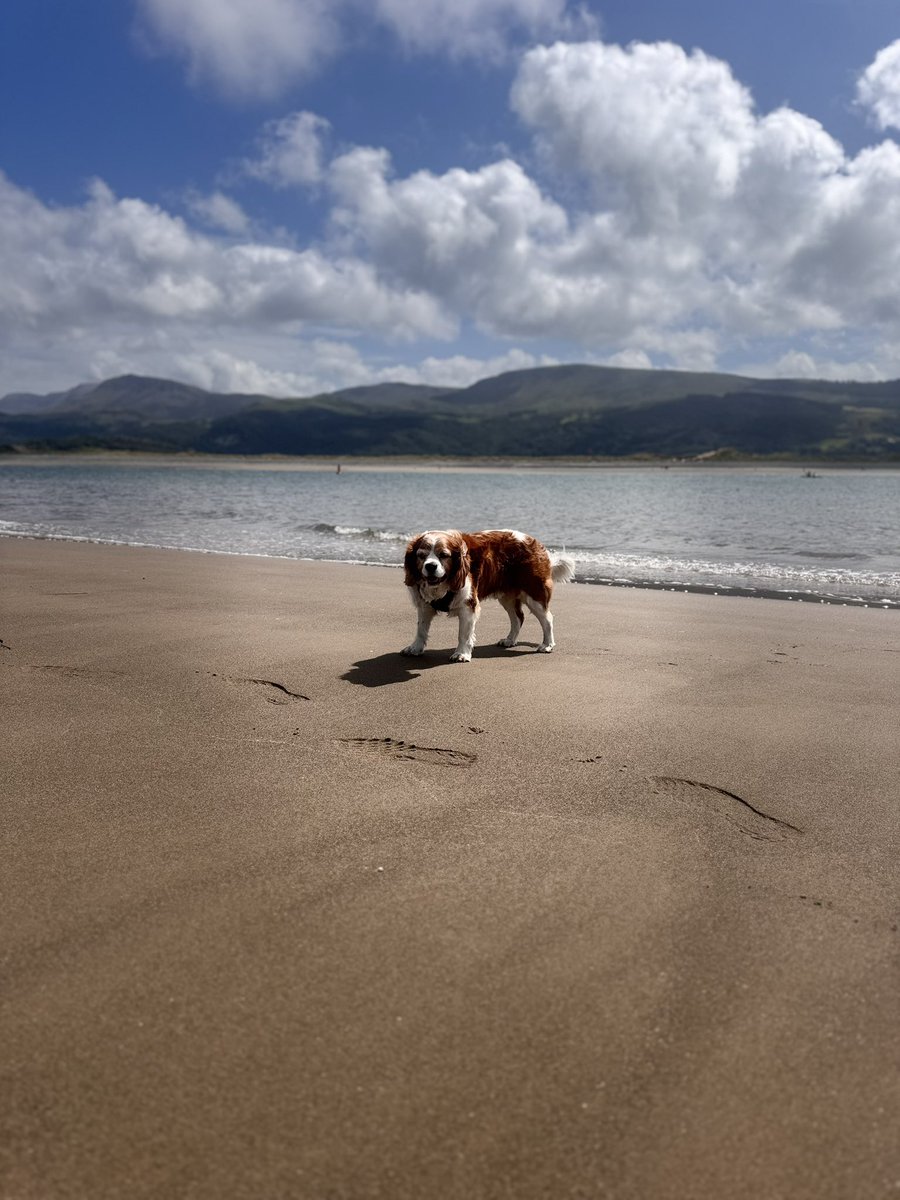 StanleytheC's tweet photo. @Bruadarach_labs Old man Stan at his favourite place ❤️ https://t.co/gWv3clyPCt