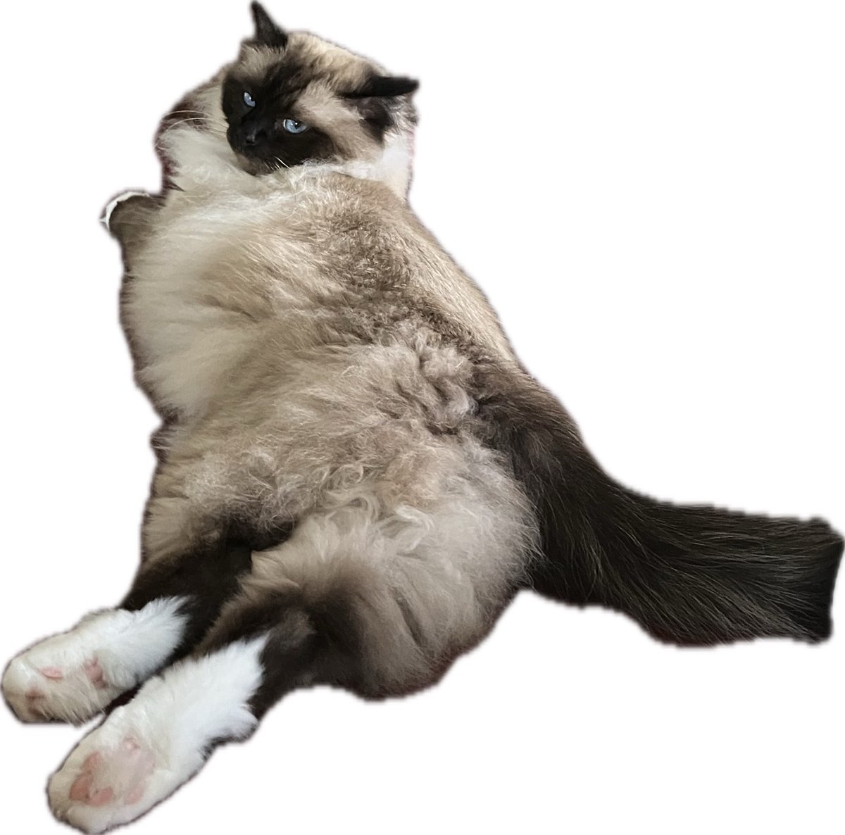 sab__mob's tweet image. 流石にイケメンすぎ