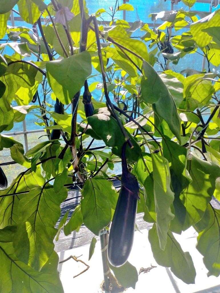 mottu_a_rella's tweet image. 風つえええ…🌬️
間延びした脇芽に着果した🌿
ナス🍆の実が重みで
バキボキメモリアル…🥺💔